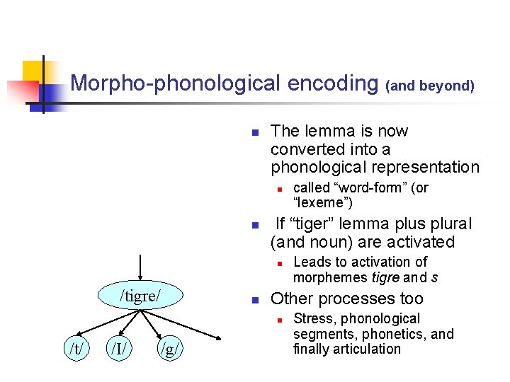 Morpho-phonological encoding (and beyond) n The lemma is now converted into a phonological representation