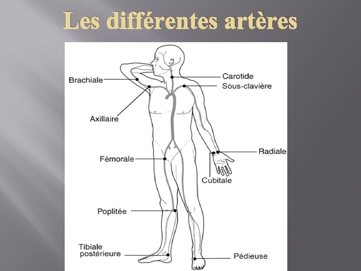 Les différentes artères 