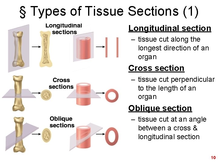 § Types of Tissue Sections (1) • Longitudinal section – tissue cut along the