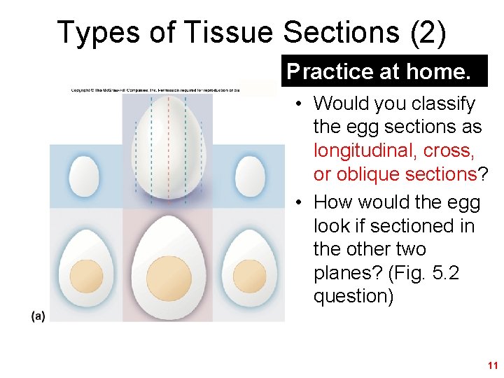 Types of Tissue Sections (2) Practice at home. • Would you classify the egg