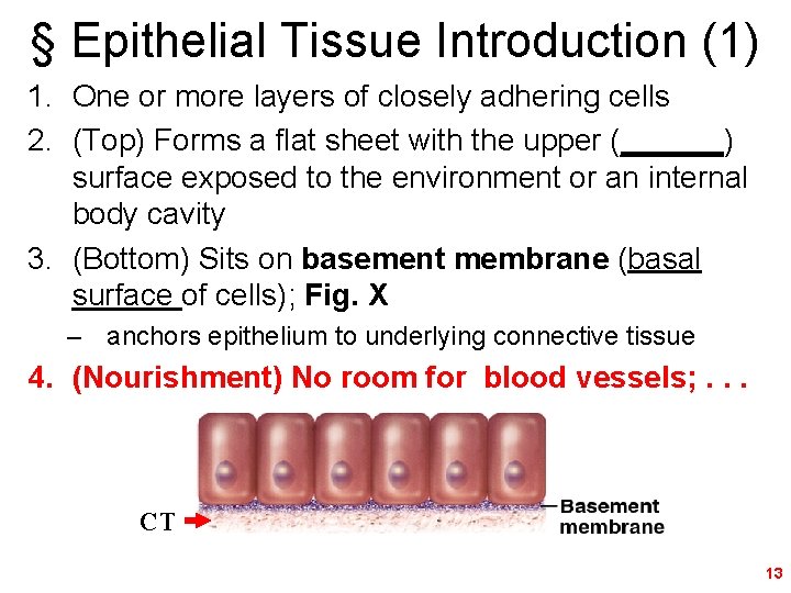 § Epithelial Tissue Introduction (1) 1. One or more layers of closely adhering cells