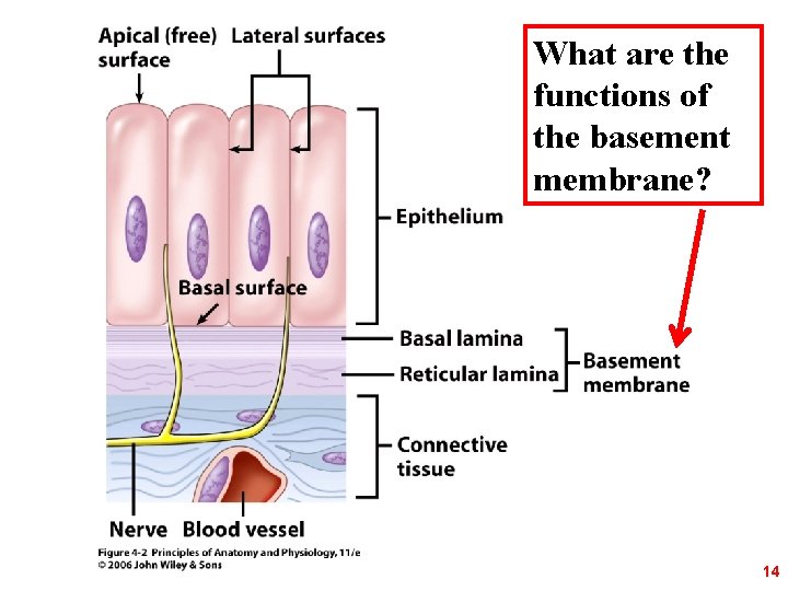 What are the functions of the basement membrane? 14 