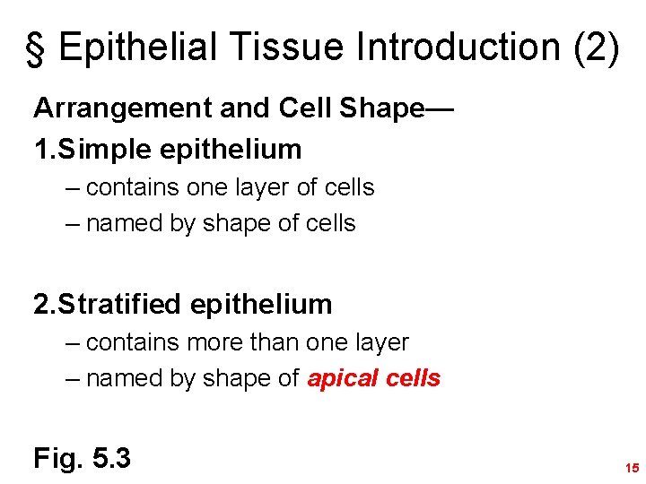 § Epithelial Tissue Introduction (2) Arrangement and Cell Shape— 1. Simple epithelium – contains