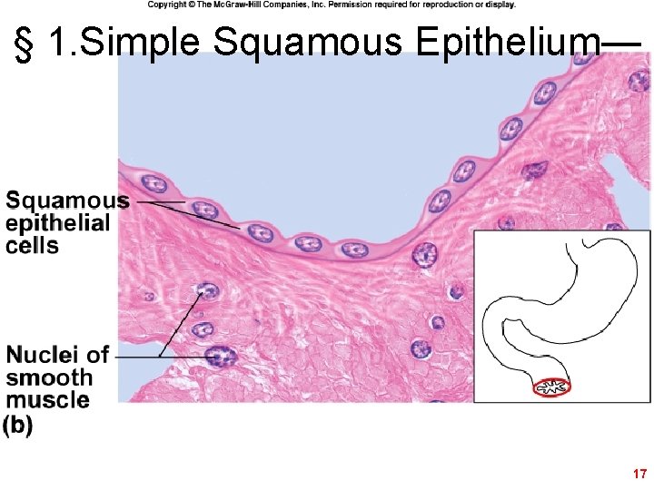 § 1. Simple Squamous Epithelium— 17 