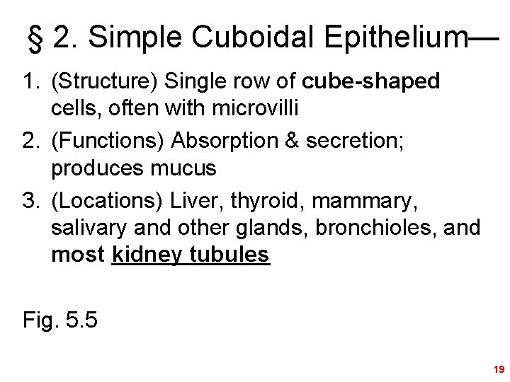 § 2. Simple Cuboidal Epithelium— 1. (Structure) Single row of cube-shaped cells, often with