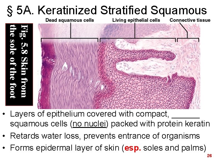 § 5 A. Keratinized Stratified Squamous Fig. 5. 8 Skin from the sole of