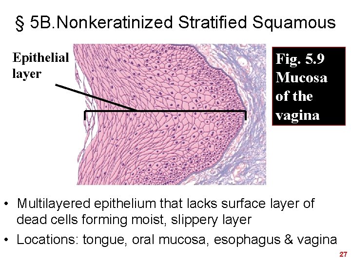 § 5 B. Nonkeratinized Stratified Squamous Epithelial layer Fig. 5. 9 Mucosa of the