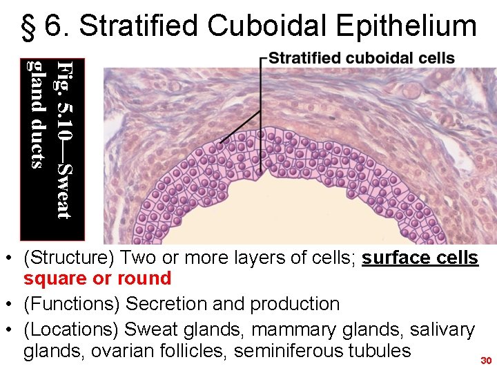 § 6. Stratified Cuboidal Epithelium Fig. 5. 10—Sweat gland ducts • (Structure) Two or