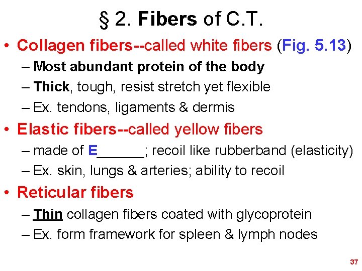 § 2. Fibers of C. T. • Collagen fibers--called white fibers (Fig. 5. 13)