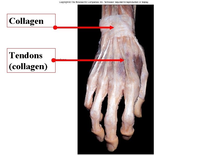Collagen Tendons (collagen) Figure 5. 13 