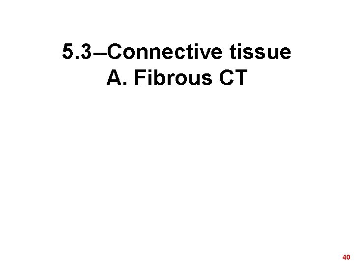 5. 3 --Connective tissue A. Fibrous CT 40 