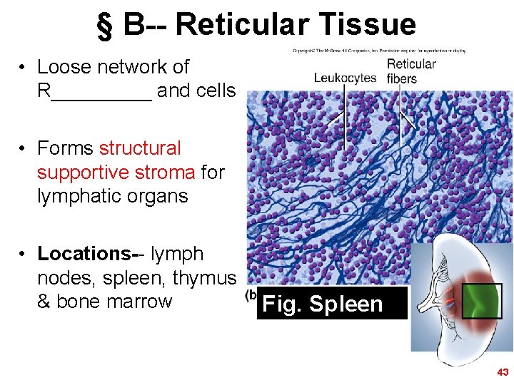 § B-- Reticular Tissue • Loose network of R_____ and cells • Forms structural