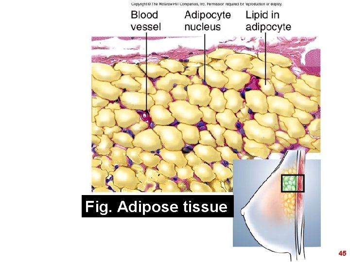 Figure 5. 16 b Fig. Adipose tissue 45 