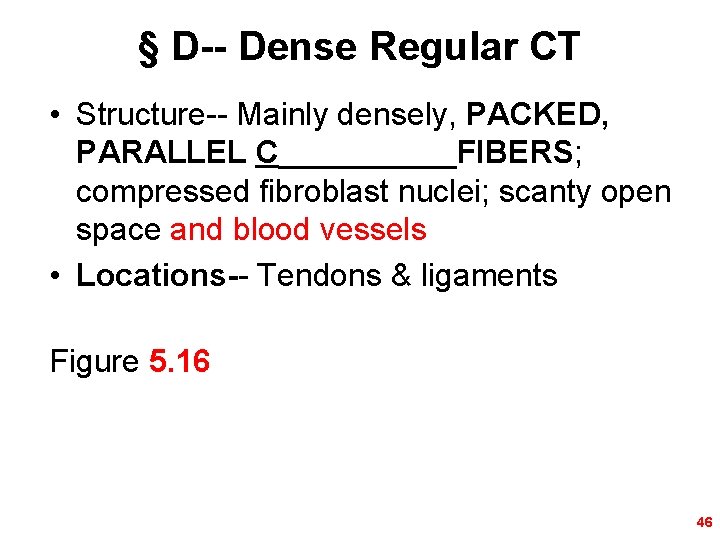 § D-- Dense Regular CT • Structure-- Mainly densely, PACKED, PARALLEL C_____FIBERS; compressed fibroblast