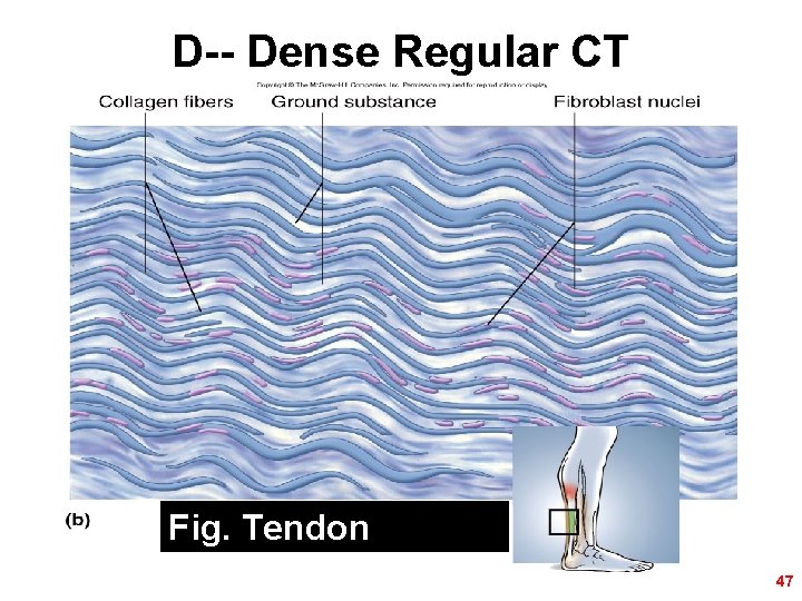 D-- Dense Regular CT Fig. Tendon 47 