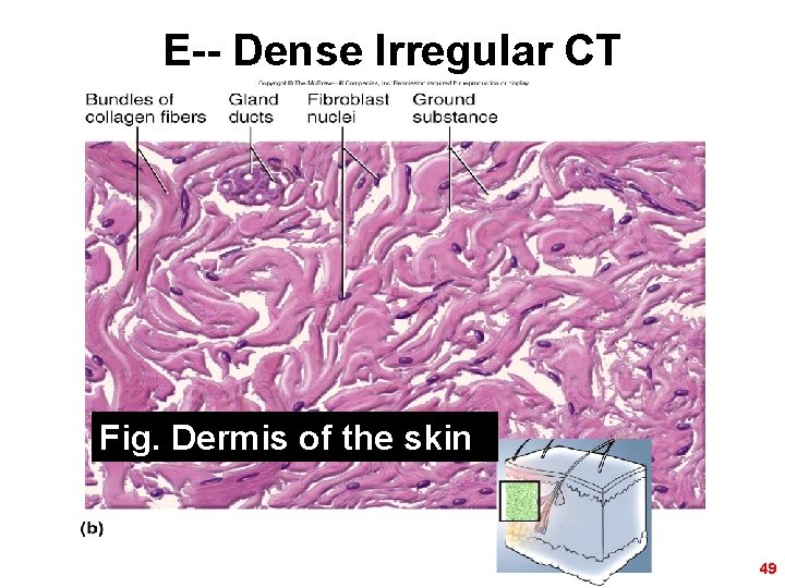 E-- Dense Irregular CT Fig. Dermis of the skin 49 
