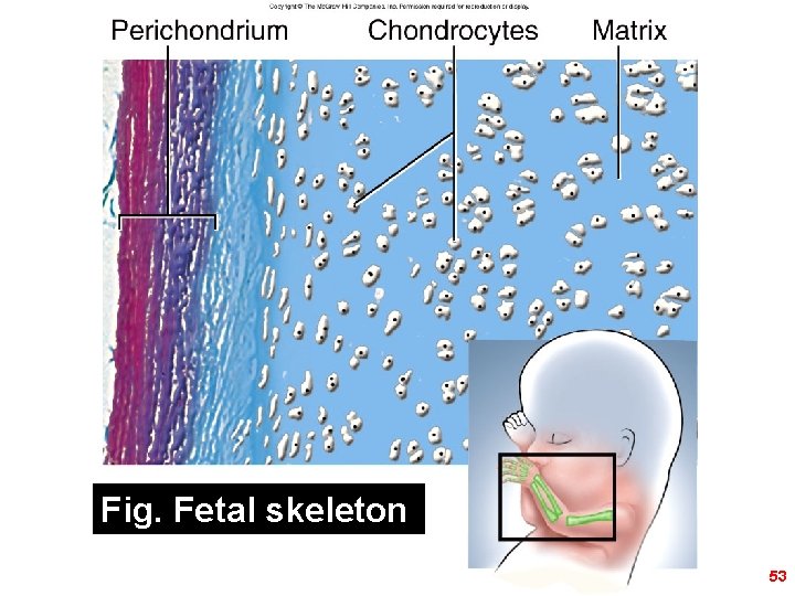 Figure 5. 19 b Fig. Fetal skeleton 53 