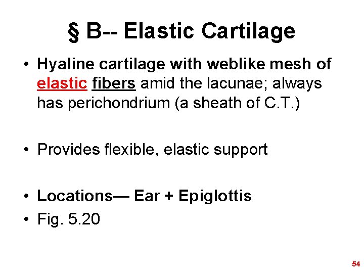 § B-- Elastic Cartilage • Hyaline cartilage with weblike mesh of elastic fibers amid