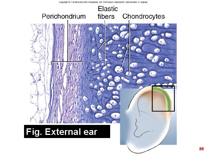 Figure 5. 20 b Fig. External ear 55 