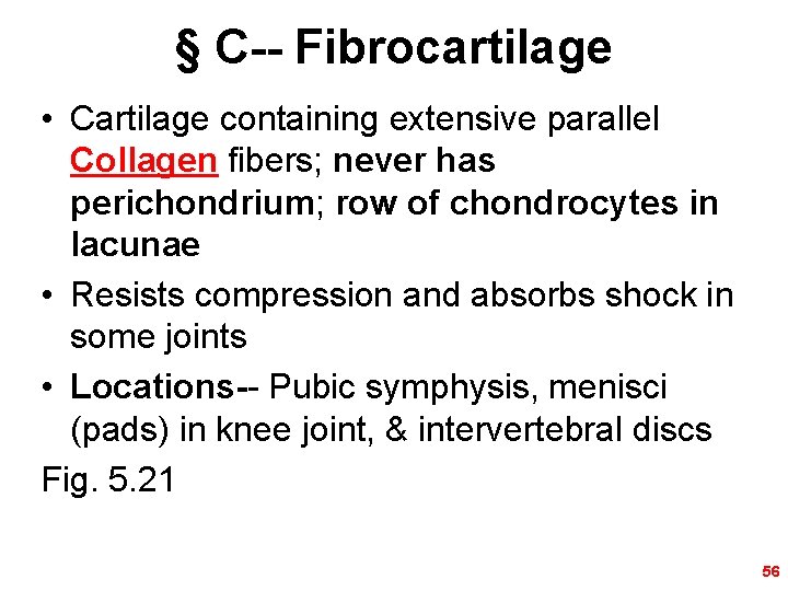 § C-- Fibrocartilage • Cartilage containing extensive parallel Collagen fibers; never has perichondrium; row