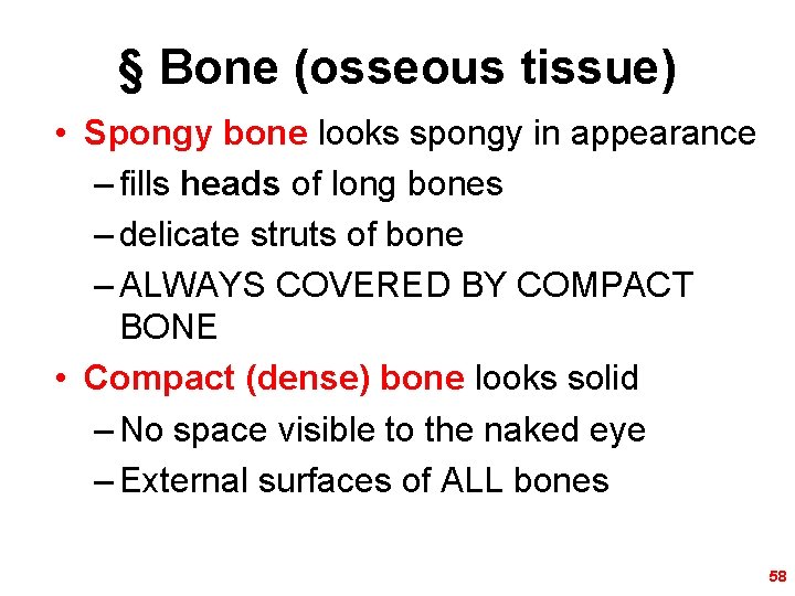 § Bone (osseous tissue) • Spongy bone looks spongy in appearance – fills heads