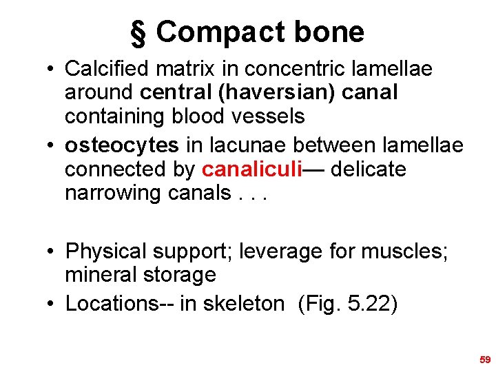 § Compact bone • Calcified matrix in concentric lamellae around central (haversian) canal containing