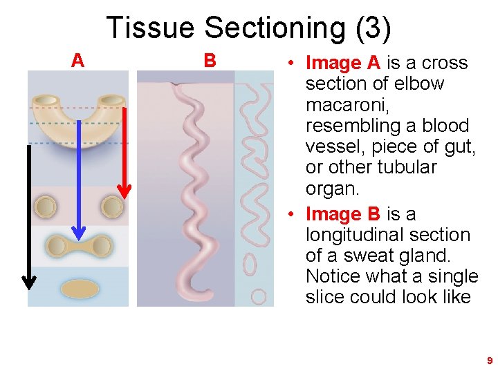 Tissue Sectioning (3) A B • Image A is a cross section of elbow