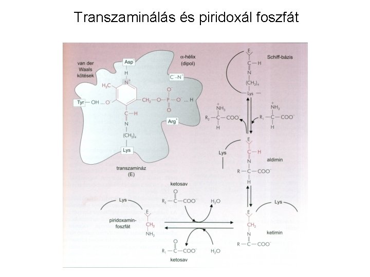 Transzaminálás és piridoxál foszfát 