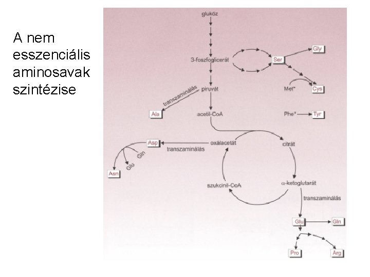 A nem esszenciális aminosavak szintézise 