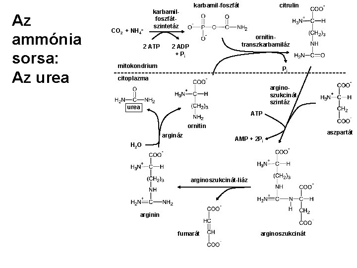 Az ammónia sorsa: Az urea CO 2 + NH 4+ karbamil-foszfát karbamilfoszfátszintetáz 2 ATP