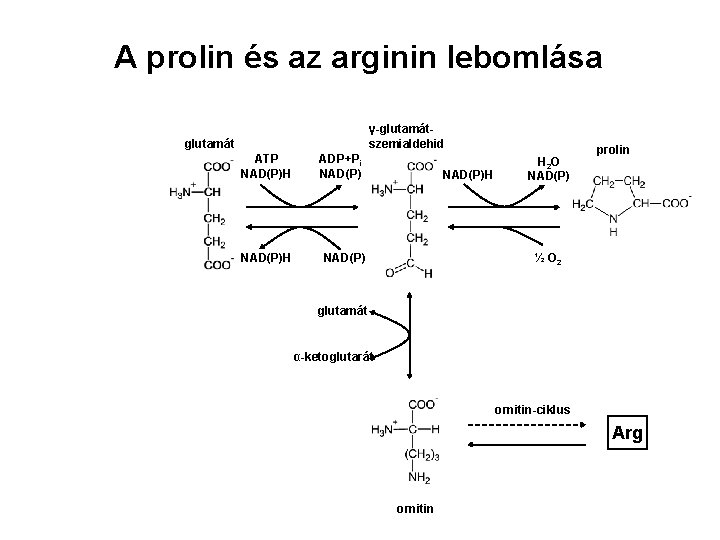 A prolin és az arginin lebomlása γ-glutamátszemialdehid glutamát ATP NAD(P)H ADP+Pi NAD(P)H H 2