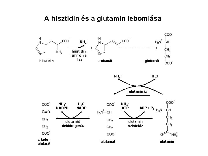 A hisztidin és a glutamin lebomlása NH 4+ hisztidinammónialiáz hisztidin urokanát glutamát H 2