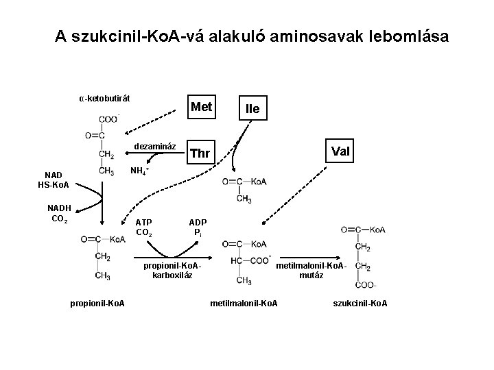 A szukcinil-Ko. A-vá alakuló aminosavak lebomlása α-ketobutirát Met dezamináz Ile Val Thr NH 4+