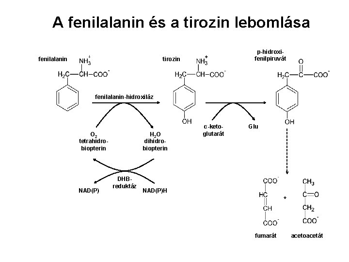 A fenilalanin és a tirozin lebomlása fenilalanin p-hidroxifenilpiruvát tirozin fenilalanin-hidroxiláz O 2 tetrahidrobiopterin NAD(P)