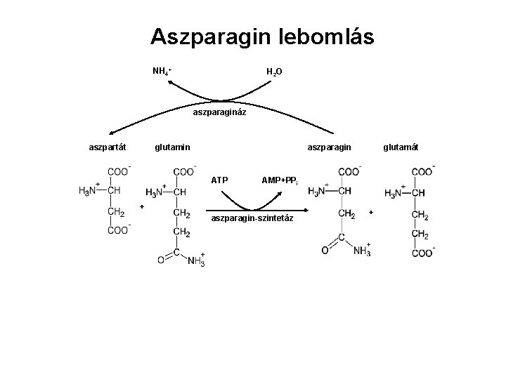 Aszparagin lebomlás NH 4+ H 2 O aszparagináz aszpartát glutamin aszparagin ATP glutamát AMP+PPi