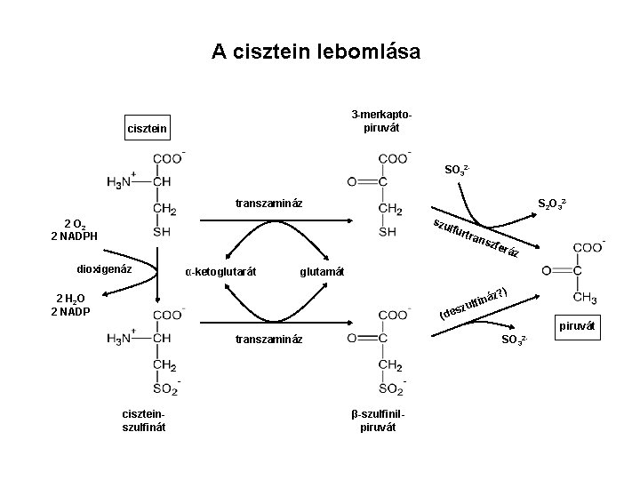 A cisztein lebomlása 3 -merkaptopiruvát cisztein SO 32 transzamináz S 2 O 32 szu