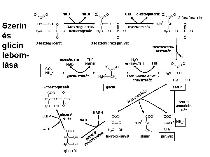 NAD Szerin és glicin lebomlása NADH Glu 3 -foszfoglicerátdehidrogenáz 3 -foszfoglicerát 3 -foszerin transzamináz