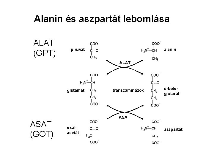 Alanin és aszpartát lebomlása ALAT (GPT) piruvát alanin ALAT glutamát ASAT (GOT) transzaminázok α-ketoglutarát