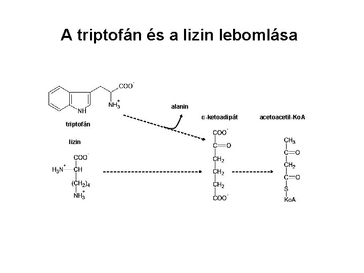 A triptofán és a lizin lebomlása alanin α-ketoadipát triptofán lizin acetoacetil-Ko. A 