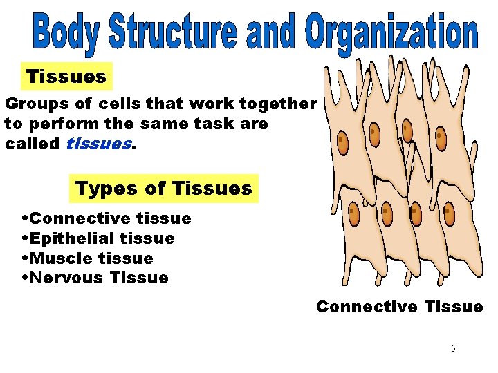Tissue Involved Body Structure 1 Objectives After studying this chapter