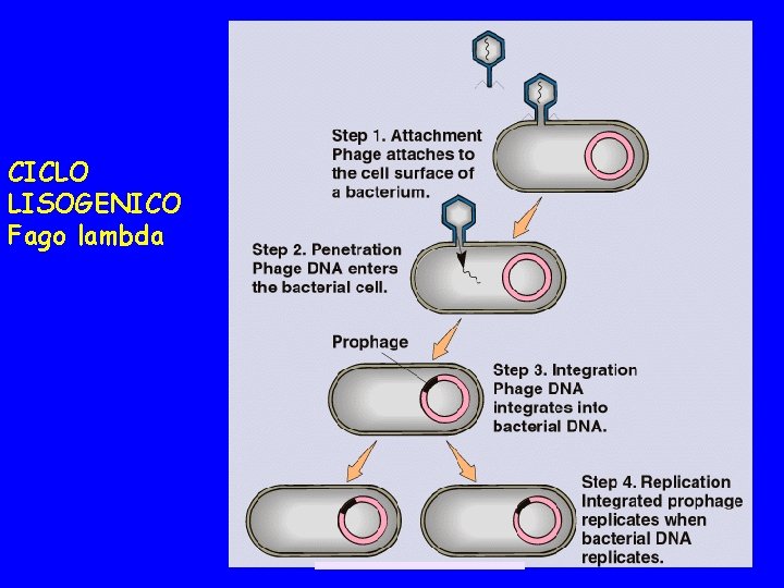 CICLO LISOGENICO Fago lambda 