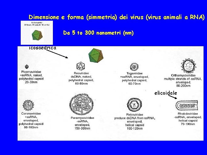 Dimensione e forma (simmetria) dei virus (virus animali a RNA) Da 5 to 300