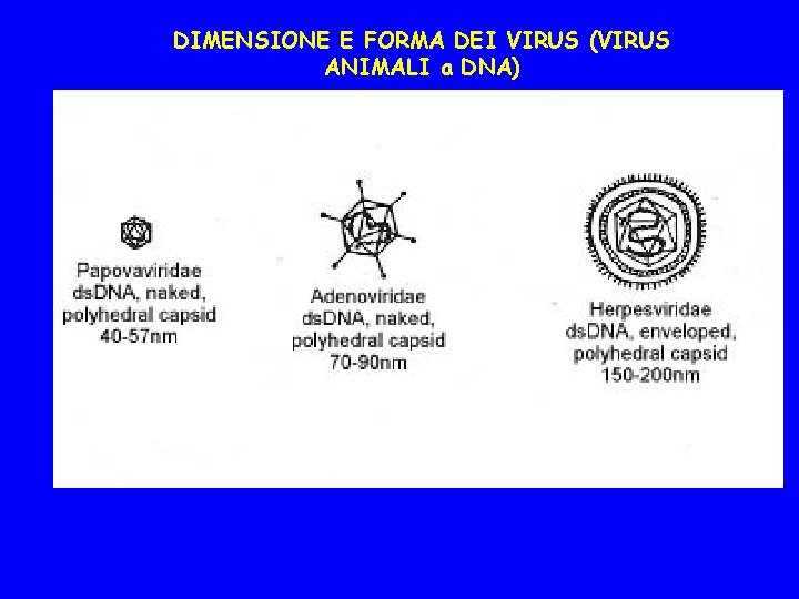 DIMENSIONE E FORMA DEI VIRUS (VIRUS ANIMALI a DNA) 