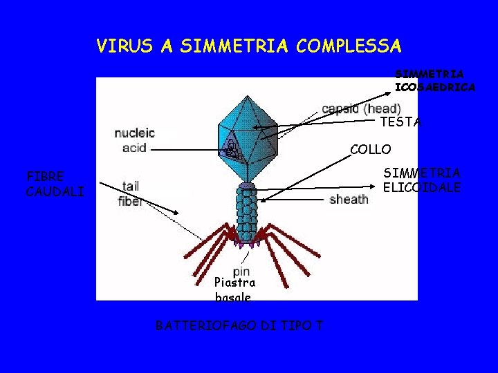 VIRUS A SIMMETRIA COMPLESSA SIMMETRIA ICOSAEDRICA FIBRE CAUDALI TESTA COLLO SIMMETRIA ELICOIDALE Piastra basale