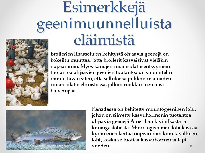 Esimerkkejä geenimuunnelluista eläimistä Broilerien lihassolujen kehitystä ohjaavia geenejä on kokeiltu muuttaa, jotta broilerit kasvaisivat