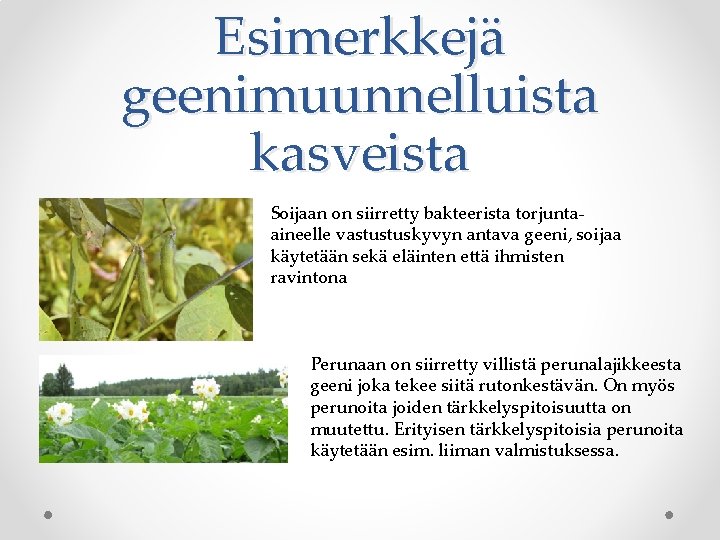 Esimerkkejä geenimuunnelluista kasveista Soijaan on siirretty bakteerista torjuntaaineelle vastustuskyvyn antava geeni, soijaa käytetään sekä