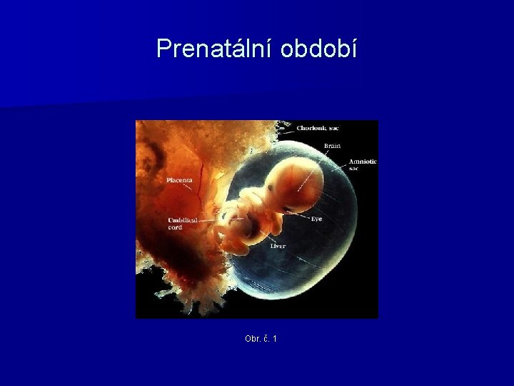 Prenatální období Obr. č. 1 