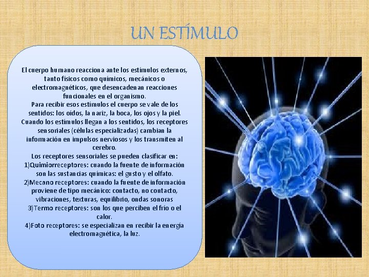 UN ESTÍMULO El cuerpo humano reacciona ante los estímulos externos, tanto físicos como químicos,