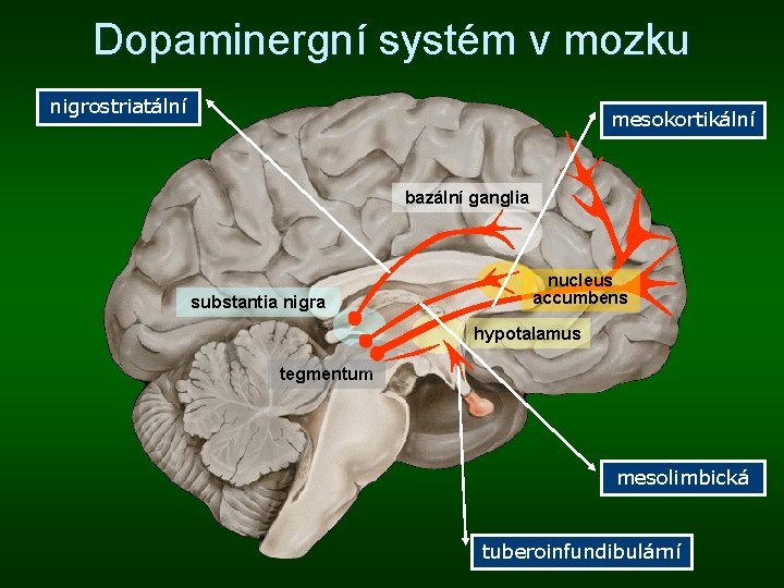 Dopaminergní systém v mozku nigrostriatální mesokortikální bazální ganglia substantia nigra nucleus accumbens hypotalamus tegmentum Dopaminergní systém v mozku nigrostriatální mesokortikální bazální ganglia substantia nigra nucleus accumbens hypotalamus tegmentum