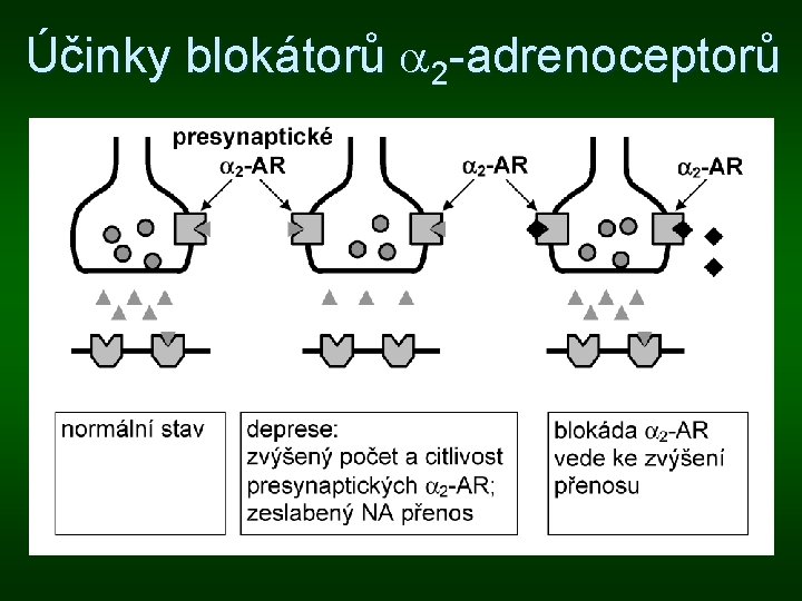 Účinky blokátorů 2 -adrenoceptorů 